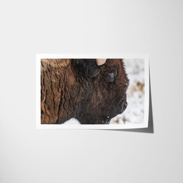 Bison Closeup Antelope Island Utah Photo Lustre Paper Print