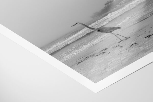 Black And White Beach And Blue Herring Photo Lustre Paper Print