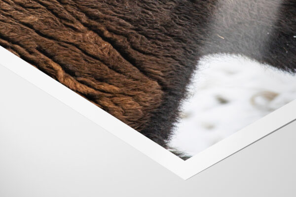 Bison Closeup Antelope Island Utah Photo Lustre Paper Print