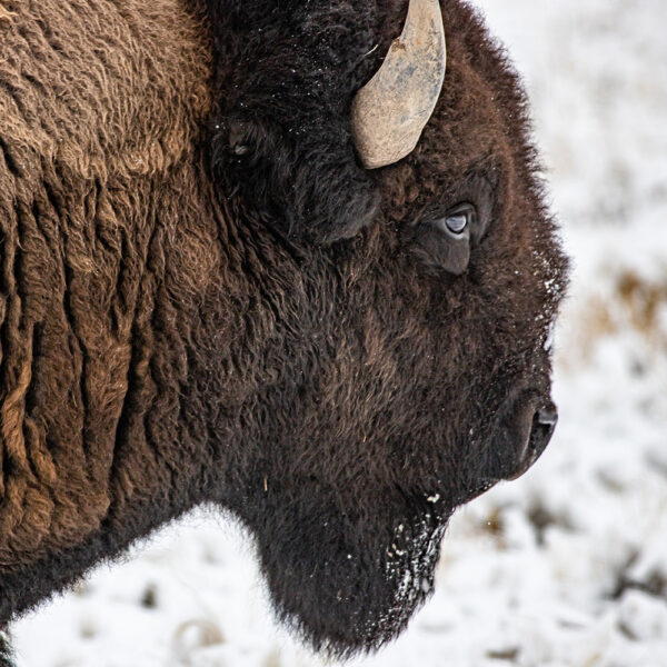 Bison Closeup Antelope Island Utah Saddle Leather Print